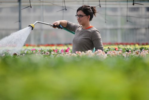 49.8 Feature page on Gardening.  Photos taken at Shelmerdine Garden Centre.  Ashley Adams waters a sea of packs of annual flowers in the greenhouse recently.   Ruth Bonneville / Winnipeg Free Press April 21, 2015