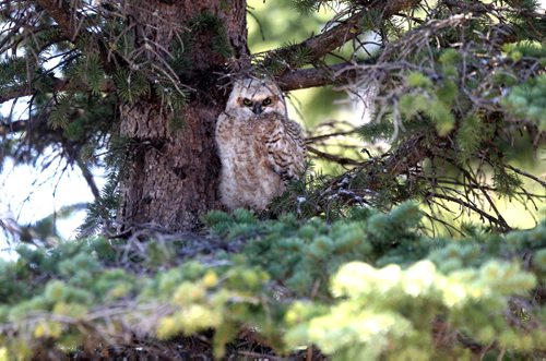 A owl sitting in a tree at Assiniboine Park appears to be having trouble with its wings.    See Gordon Sinclair story.   Ruth Bonneville / Winnipeg Free Press April 22, 2015