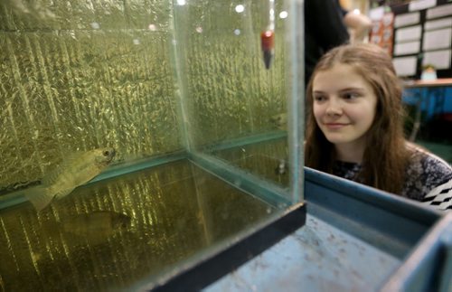 Alyzza Woodland and her project about natural fish food at the Manitoba Schools Science Symposium, inside Max Bell Centre at the University of Manitoba, Saturday, April 25, 2015. (TREVOR HAGAN/WINNIPEG FREE PRESS)