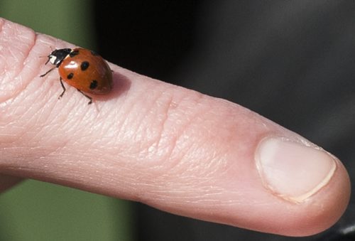 150426 DAVID LIPNOWSKI / WINNIPEG FREE PRESS  A ladybug is a sure sign of nice weather Sunday April 26, 2015.