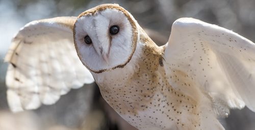 150426 DAVID LIPNOWSKI / WINNIPEG FREE PRESS  Bijii, a Barn Owl fascinated people of all ages, Sunday April 26, 2015 at FortWhyte Alive for the Earth Day Celebration.
