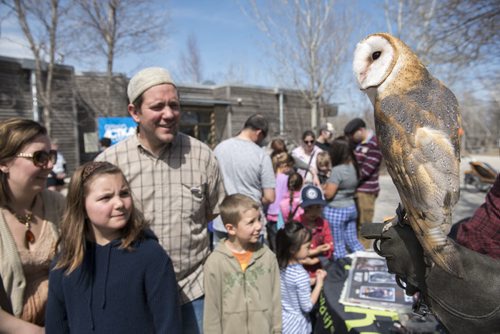 150426 DAVID LIPNOWSKI / WINNIPEG FREE PRESS  Bijii, a Barn Owl fascinated people of all ages, Sunday April 26, 2015 at FortWhyte Alive for the Earth Day Celebration.