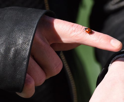 DAVID LIPNOWSKI / WINNIPEG FREE PRESS  A ladybug is a sure sign of nice weather Sunday April 26, 2015.