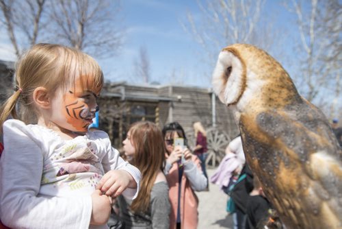 150426 DAVID LIPNOWSKI / WINNIPEG FREE PRESS  Joy Fennell (2.5 year old) checks out Bijii, a Barn Owl, Sunday April 26, 2015 at FortWhyte Alive for the Earth Day Celebration.