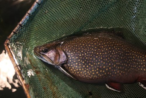Mature Brook trout at the  Whiteshell Fish Hatchery -  See Owen/Bryksa 49.8 Fish feature- Apr 28, 2015   (JOE BRYKSA / WINNIPEG FREE PRESS)