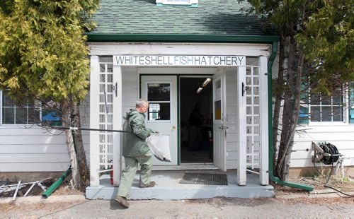Bruno Bruederlin carries a sturgeon inside the main building at the   Whiteshell Fish Hatchery to get a transponder implanted.- These sturgeon will be outfitted with transponders and soon will be released into the Assiniboine river . -  See Owen/Bryksa 49.8 Fish feature- Apr 28, 2015   (JOE BRYKSA / WINNIPEG FREE PRESS)