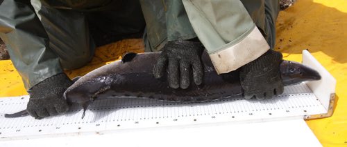 MB Fisheries Bruno Bruederlin ,and Chelsey Lumb hold down a sturgeon to measure at the Whiteshell Fish Hatchery.- These sturgeon will be outfitted with transponder and soon will be released into the Assiniboine river . -  See Owen/Bryksa 49.8 Fish feature- Apr 28, 2015   (JOE BRYKSA / WINNIPEG FREE PRESS)