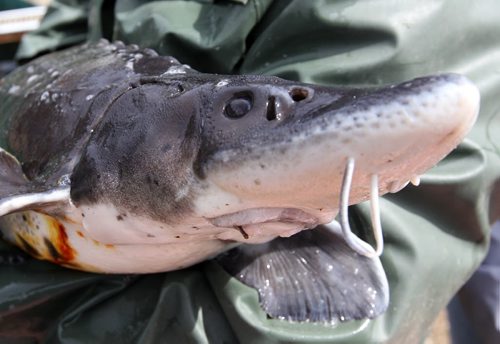 A  sturgeon to be weighed and have a small flesh sample at the Whiteshell Fish Hatchery.- These sturgeon will be outfitted with transponder and soon will be released into the Assiniboine river . -  See Owen/Bryksa 49.8 Fish feature- Apr 28, 2015   (JOE BRYKSA / WINNIPEG FREE PRESS)