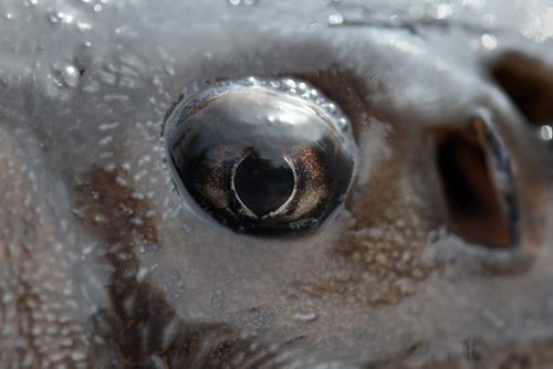 A sturgeon eye close-up at the Whiteshell Fish Hatchery.- These sturgeon will be outfitted with transponder and soon will be released into the Assiniboine river . -  See Owen/Bryksa 49.8 Fish feature- Apr 28, 2015   (JOE BRYKSA / WINNIPEG FREE PRESS)