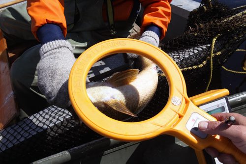 Manitoba Fisheries Ken Kansas  scans a Walleye to see if it was previously tagged before they harvest and fertilize eggs at Falcon Creek near Falcon, Lake Manitoba .-The eggs are fertilized with the sperm and kept at ideal temperature until they are transported to the Whiteshell Fish Hatchery -  See Owen/Bryksa 49.8 Fish feature- Apr 28, 2015   (JOE BRYKSA / WINNIPEG FREE PRESS)