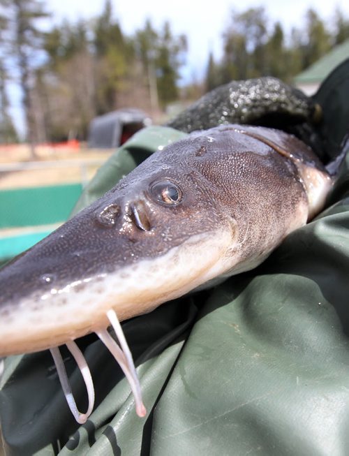 A sturgeon at the Whiteshell Fish Hatchery.- These sturgeon will be outfitted with transponder and soon will be released into the Assiniboine river . -  See Owen/Bryksa 49.8 Fish feature- Apr 28, 2015   (JOE BRYKSA / WINNIPEG FREE PRESS)
