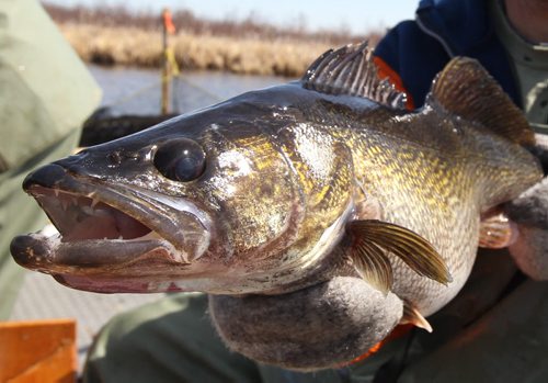 Manitoba Fisheries displays a large female Walleye before they harvest and fertilize eggs at Falcon Creek near Falcon, Lake Manitoba .-The eggs are fertilized with the sperm and kept at ideal temperature until they are transported to the Whiteshell Fish Hatchery -  See Owen/Bryksa 49.8 Fish feature- Apr 28, 2015   (JOE BRYKSA / WINNIPEG FREE PRESS)