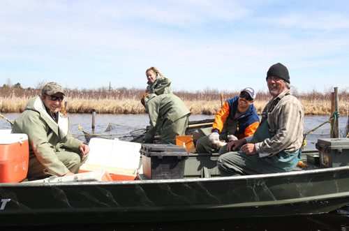 Manitoba Fisheries L to R Bill Sorenson, Leslie Lines(rear), Nola Geard, Trevor Iwankow and Ken Kansas as they harvest and fertilize eggs at Falcon Creek near Falcon, Lake Manitoba .-The eggs are fertilized with the sperm and kept at ideal temperature until they are transported to the Whiteshell Fish Hatchery - See Owen/Bryksa 49.8 Fish feature- Apr 28, 2015 (JOE BRYKSA / WINNIPEG FREE PRESS)