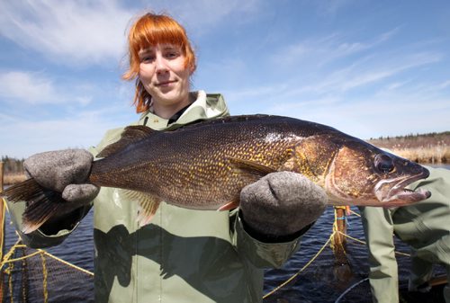 Manitoba Fisheries Nola Geard holds a female Walleye before harvesting and fertilize eggs at Falcon Creek near Falcon, Lake Manitoba .-The eggs are fertilized with the sperm and kept at ideal temperature until they are transported to the Whiteshell Fish Hatchery -  See Owen/Bryksa 49.8 Fish feature- Apr 28, 2015   (JOE BRYKSA / WINNIPEG FREE PRESS)