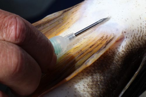 Manitoba Fisheries Ken Kansas injects a microscopic fish tag inside a Walleye before harvesting and fertilize eggs at Falcon Creek near Falcon, Lake Manitoba .-The eggs are fertilized with the sperm and kept at ideal temperature until they are transported to the Whiteshell Fish Hatchery -  See Owen/Bryksa 49.8 Fish feature- Apr 28, 2015   (JOE BRYKSA / WINNIPEG FREE PRESS)