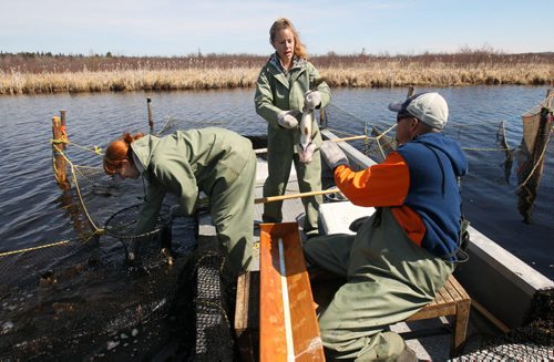Manitoba Fisheries L to R- Nola Geard, Leslie Lines and Trevor Iwankow capture  Walleye in nets before they harvest and fertilize eggs at Falcon Creek near Falcon, Lake Manitoba .-The eggs are fertilized with the sperm and kept at ideal temperature until they are transported to the Whiteshell Fish Hatchery -  See Owen/Bryksa 49.8 Fish feature- Apr 28, 2015   (JOE BRYKSA / WINNIPEG FREE PRESS)