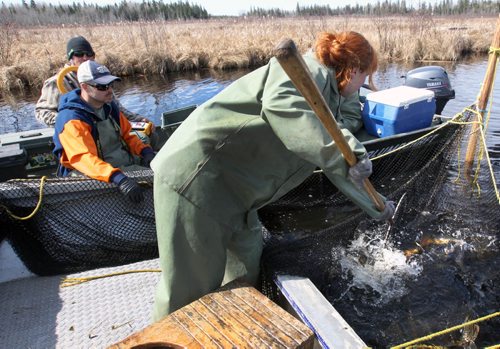 Manitoba Fisheries Nola Geard nets Walleye to harvest and fertilize eggs at Falcon Creek near Falcon, Lake Manitoba as her co workers Ken Kansas and Trevor Iwankow look on-The eggs are fertilized with the sperm and kept at ideal temperature until they are transported to the Whiteshell Fish Hatchery - See Owen/Bryksa 49.8 Fish feature- Apr 28, 2015 (JOE BRYKSA / WINNIPEG FREE PRESS)