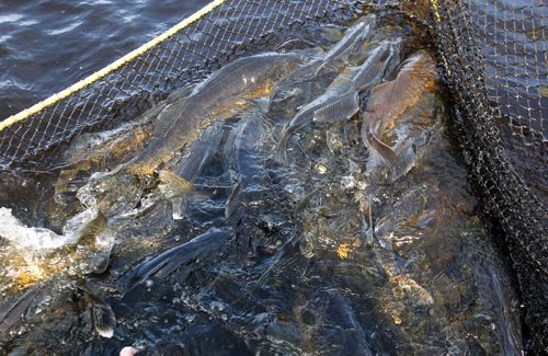 Manitoba Fisheries employees net Walleye to harvest and fertilize eggs at Falcon Creek near Falcon, Lake Manitoba .-The eggs are fertilized with the sperm and kept at ideal temperature until they are transported to the Whiteshell Fish Hatchery - See Owen/Bryksa 49.8 Fish feature- Apr 28, 2015 (JOE BRYKSA / WINNIPEG FREE PRESS)