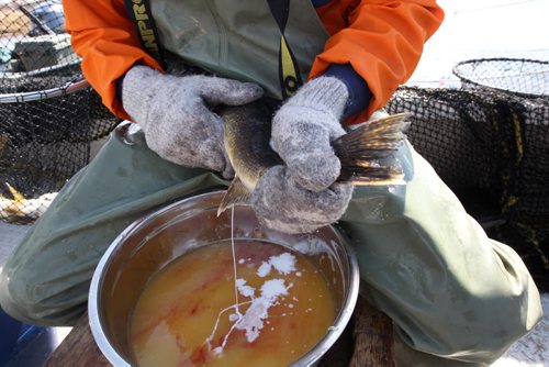 Trevor Iwankow of Manitoba Fisheries holds a male walleye over bowl full of millions of Walleye eggs harvested at Falcon Creek near Falcon, Lake Manitoba-The eggs are fertilized with the sperm and kept at ideal temperature until they are transported to the Whiteshell Fish Hatchery -  See Owen/Bryksa 49.8 Fish feature- Apr 28, 2015   (JOE BRYKSA / WINNIPEG FREE PRESS)