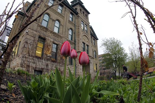 LOCAL - WEATHER - STANDUP - Adult Education Centre on Vaughan Street is backdropped behind some sure signs of spring, some tulips.  BORIS MINKEVICH/WINNIPEG FREE PRESS May 7, 2015
