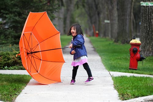 Four-year-old Rachael Lee laughs after a gust of wind overtook her  dads large golf umbrella while out walking with her dad (Ed) to the Riverview Community Centre Thursday evening.  Even though it wasn't raining she wanted to bring it anyways just in case.  After Rachel made several attempts to walk with the umbrella by herself it was just too windy  so her dad picked her and the umbrella up in his arms and carried them both together.   Standup photo  May 07, 2015 Ruth Bonneville / Winnipeg Free Press