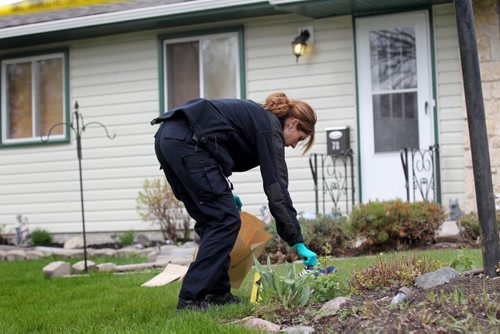 A police investigator picks up evidence from the scene of a  stabbing that took place just before 5am Saturday morning in a quiet neighbourhood of Transcona at 78 Perry Bay.  May 09, 2015 Ruth Bonneville / Winnipeg Free Press