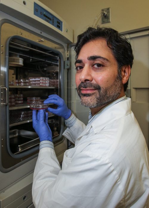 University of Manitoba Professor Afshin Raouf is a researcher who specializes in isolating and assessing healthy breast cells and cancer cells. Here Professor Raouf is removing a dish of living breast cells from the "condo unit" incubator. 150512 - Tuesday, May 12, 2015 -  (MIKE DEAL / WINNIPEG FREE PRESS)