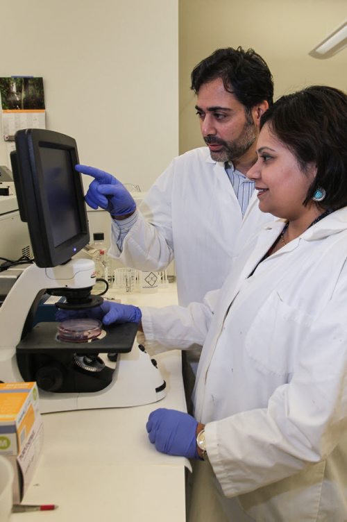 University of Manitoba Professor Afshin Raouf is a researcher who specializes in isolating and assessing healthy breast cells and cancer cells. Professor Raouf and post doc student Pratima Basak examine live breast cells that were grown in petri dishes. 150512 - Tuesday, May 12, 2015 -  (MIKE DEAL / WINNIPEG FREE PRESS)