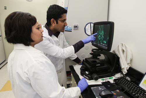 University of Manitoba Professor Afshin Raouf is a researcher who specializes in isolating and assessing healthy breast cells and cancer cells. Post Doctorate students Pratima Basak (left) and Sumanta Chatterjee (right) look at genetically modified living breast cells in a microscope. 150512 - Tuesday, May 12, 2015 -  (MIKE DEAL / WINNIPEG FREE PRESS)