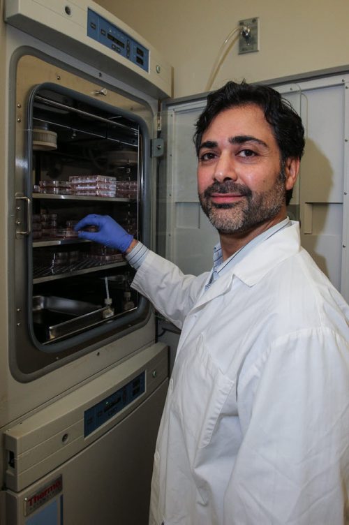 University of Manitoba Professor Afshin Raouf is a researcher who specializes in isolating and assessing healthy breast cells and cancer cells. Here Professor Raouf is removing a dish of living breast cells from the "condo unit" incubator. 150512 - Tuesday, May 12, 2015 -  (MIKE DEAL / WINNIPEG FREE PRESS)