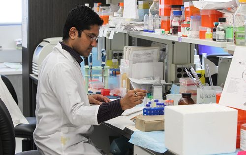 University of Manitoba Professor Afshin Raouf is a researcher who specializes in isolating and assessing healthy breast cells and cancer cells. Post Doctorate student Sumanta Chatterjee working in the lab. 150512 - Tuesday, May 12, 2015 -  (MIKE DEAL / WINNIPEG FREE PRESS)