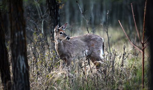 A young Whitetail Buck (look close he's sprouting new antlers) browses the brush in Assinaboine Park. Weather today is......STAND UP. May 13, 2015 - (Phil Hossack / Winnipeg Free Press)