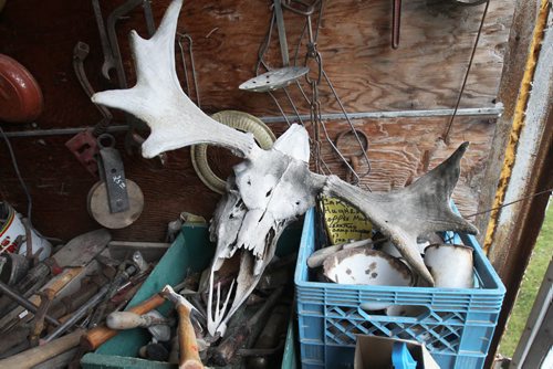 Near Portage La Prairie, Manitoba- Vivian Proden owns Junk for Joy just East of  Portage La Prairie, Manitoba on Hyw. #1 - Vivian, 84, is retiring after 34 years in the junk business and is having a 50% off sale starting this Friday- Old Moose skull and antlers for sale. See Bill Redekop Story- May 13, 2015   (JOE BRYKSA / WINNIPEG FREE PRESS)
