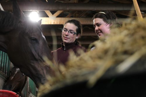 Young, female groomers Chantel Tkachyk (right, grey) and Miranda Truijen work with  race horses in the main barn at Assiniboine Downs.   See Story.  May 14, 2015 Ruth Bonneville / Winnipeg Free Press