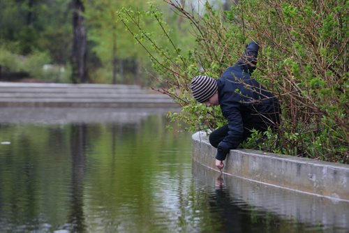 Nine-year-old Yan Olshevsky explores the Duck Pond for bugs while visiting the Assiniboine Park with his mom just after the rain stopped early Thursday evening. Standup photo   May 14, 2015 Ruth Bonneville / Winnipeg Free Press
