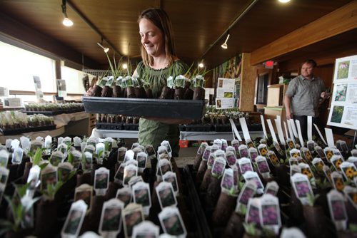 Aimee McDonald, owner of Prairie Flora Greenhouse sets up dozens of  trays with deep plugs of native Manitoba Prairie plants, wild flowers and grasses at Living Prairie Museum Friday.  By growing native prairie plants you are helping restore Manitoba's heritage and also providing resources for butterflies like milkweed for  the monarch butterfly to thrive in your yard.  Her plants are available for sale throughout the weekend and the following 3 Sundays  at the museum. Standup photo  May 14, 2015 Ruth Bonneville / Winnipeg Free Press