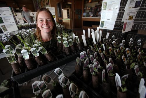Aimee McDonald, owner of Prairie Flora Greenhouse sets up dozens of  trays with deep plugs of native Manitoba Prairie plants, wild flowers and grasses at Living Prairie Museum Friday.  By growing native prairie plants you are helping restore Manitoba's heritage and also providing resources for butterflies like milkweed for  the monarch butterfly to thrive in your yard.  Her plants are available for sale throughout the weekend and the following 3 Sundays  at the museum. Standup photo  May 14, 2015 Ruth Bonneville / Winnipeg Free Press