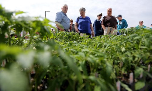 Shoppers check out tomatoes at the St.Norbert Farmers Market, May 16, 2015. (TREVOR HAGAN/WINNIPEG FREE PRESS)