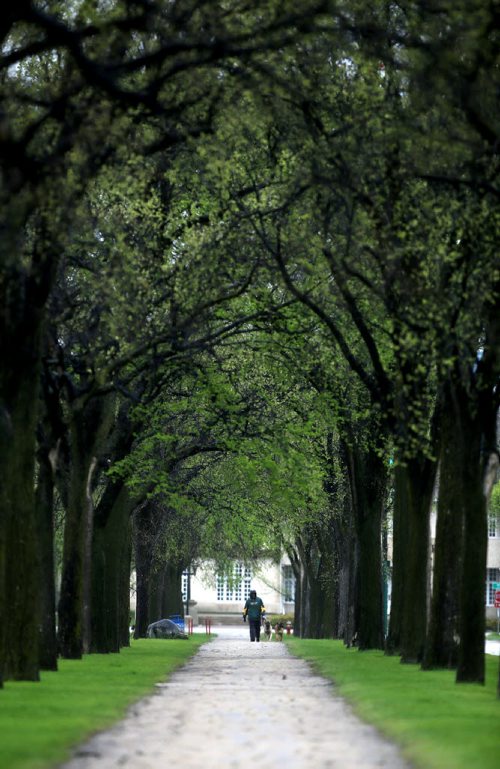 A man walking his dogs in Assiniboine Park, Sunday, May 17, 2015. (TREVOR HAGAN/WINNIPEG FREE PRESS)