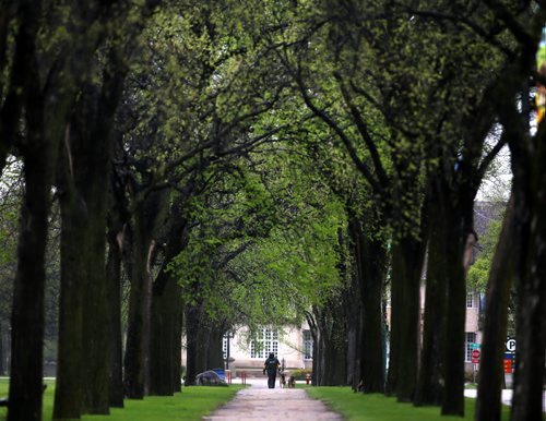 A man walking his dogs in Assiniboine Park, Sunday, May 17, 2015. (TREVOR HAGAN/WINNIPEG FREE PRESS)