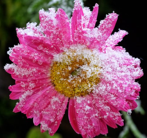 A flower is covered in snow from the overnight weather system that left a light blanket of the frozen flakes.  150518 May 18, 2015 Mike Deal / Winnipeg Free Press