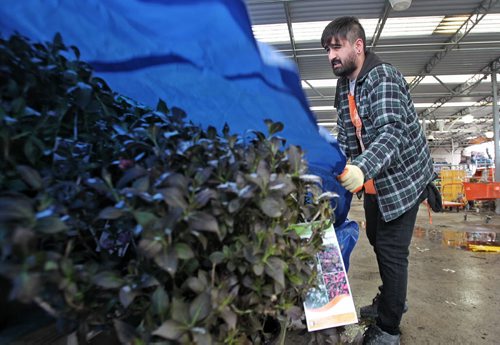 Vicky Dhillon a Home Depot employee tries to protect the plants with a tarp early Monday morning.  150518 May 18, 2015 Mike Deal / Winnipeg Free Press