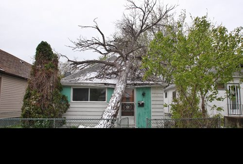 An large tree fell onto this bungalow on Larsen Ave. overnight during the adverse weather that also left a light covering of snow on the ground.  150518 May 18, 2015 Mike Deal / Winnipeg Free Press