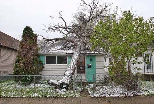 An large tree fell onto this bungalow on Larsen Ave. overnight during the adverse weather that also left a light covering of snow on the ground.  150518 May 18, 2015 Mike Deal / Winnipeg Free Press