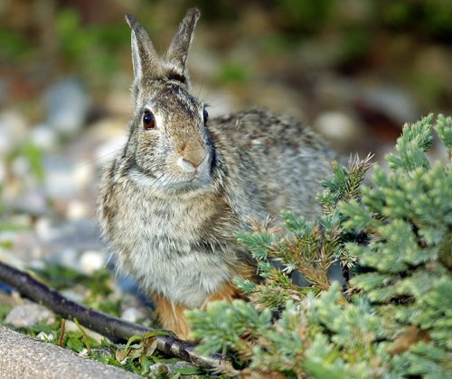 STANDUP - WEATHER - RABBIT - A rabbit peeks around the corner to see if the storm is over. Sunny skies wash over south western Manitoba. BORIS MINKEVICH/WINNIPEG FREE PRESS May 19, 2015