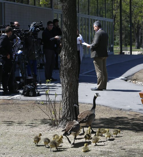 A family of Canada Geese head to the pond as Ken Nawolsky,Superintendent of Insect Control at right gives an update to media in the St. Vital Park Tuesday.  Kristin Annable story Wayne Glowacki / Winnipeg Free Press May 19 2015