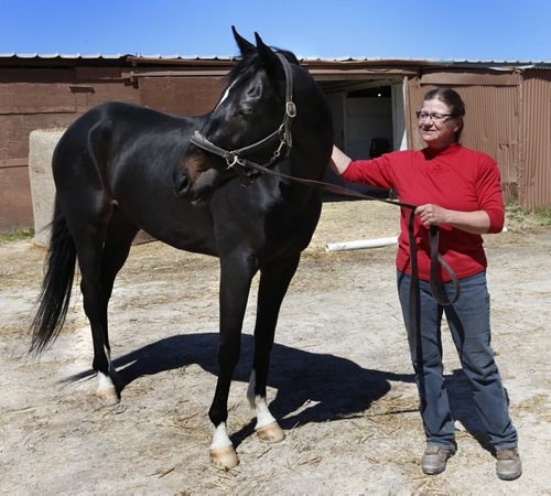 Trainer Heather Wallerstedt with horse Master Lightning in the stable area of the Assiniboia Downs Backstretch. George Williams story Wayne Glowacki / Winnipeg Free Press May 21 2015