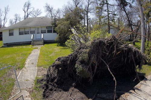 WINNIPEG BEACH -  A summer resident says over 500 trees were knocked down my the wind storm last weekend. Here is a home that almost got hit by a big tree that was blown down. BORIS MINKEVICH/WINNIPEG FREE PRESS May 22, 2015