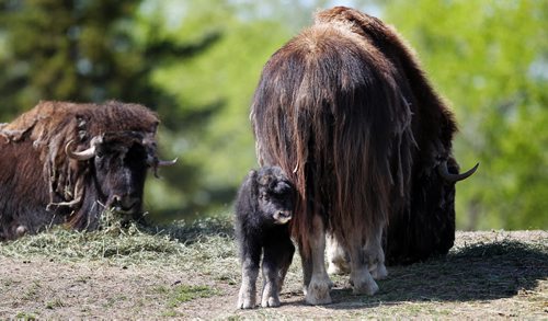 A one week old Musk Ox stays close to its mother at the Assinaboine Park Zoo Friday afternoon.  See release. STAND-UP.  May 22, 2015 - (Phil Hossack / Winnipeg Free Press)  For immediate release: Winnipeg, May 22, 2015  The Assiniboine Park Zoo is happy to announce the arrival of a new, incredibly cute addition to the zoo family  a male baby musk ox! Born on May 15th, the musk ox is doing well and is currently on exhibit  in Journey to Churchill for Zoo visitors to see. In addition, two snow leopard cubs were also born on May 15 and remain off exhibit with their mother for the time being.  Its certainly been an exciting week here at the Zoo, said Dr. Chris Enright, Head, Veterinary Services at Assiniboine Park Zoo. All of the newborns are healthy and happy. It looks like its going to be a beautiful weekend and the perfect time for people  to visit the Zoo and meet the new musk ox.  Also new at the Zoo are daily Animal Encounters with Zookeepers, an Explorer Hunt where families can navigate the Zoo to learn about the animals and then visit the Wild Things gift shop to receive their official explorer button. The Zoos seasonal exhibit Australian  Walkabout is also open as well as the Zoo Loo Kangaroo ride, a fun theme-park style ride for kids and adults alike.