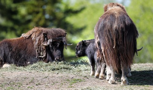 A one week old Musk Ox stays close to its mother at the Assinaboine Park Zoo Friday afternoon.  See release. STAND-UP.  May 22, 2015 - (Phil Hossack / Winnipeg Free Press)  For immediate release: Winnipeg, May 22, 2015  The Assiniboine Park Zoo is happy to announce the arrival of a new, incredibly cute addition to the zoo family  a male baby musk ox! Born on May 15th, the musk ox is doing well and is currently on exhibit  in Journey to Churchill for Zoo visitors to see. In addition, two snow leopard cubs were also born on May 15 and remain off exhibit with their mother for the time being.  Its certainly been an exciting week here at the Zoo, said Dr. Chris Enright, Head, Veterinary Services at Assiniboine Park Zoo. All of the newborns are healthy and happy. It looks like its going to be a beautiful weekend and the perfect time for people  to visit the Zoo and meet the new musk ox.  Also new at the Zoo are daily Animal Encounters with Zookeepers, an Explorer Hunt where families can navigate the Zoo to learn about the animals and then visit the Wild Things gift shop to receive their official explorer button. The Zoos seasonal exhibit Australian  Walkabout is also open as well as the Zoo Loo Kangaroo ride, a fun theme-park style ride for kids and adults alike.